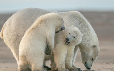 What polar bears taught me about business strategy