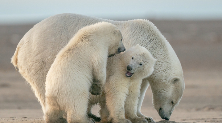 What polar bears taught me about business strategy